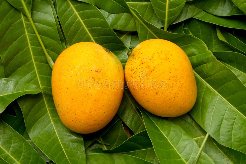 Alphonso Mangoes