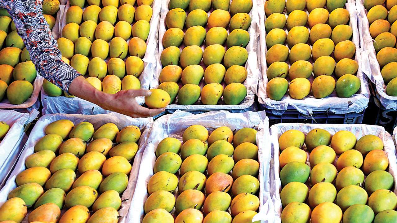 Kesar Mangoes